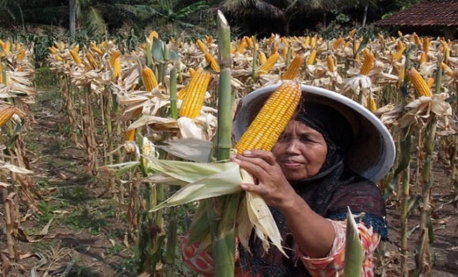 Produksi Palawija Kabupaten Lebak Capai 28.846 Ton di 2021