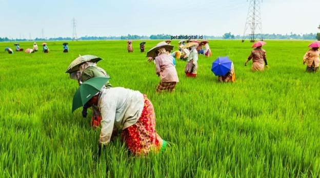 Pemkab Lebak Ajak Petani Gunakan Biosaka untuk Tingkatkan Panen