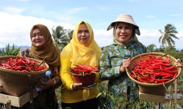 Pemkab Serang Jadikan Kecamatan Pabuaran Sentra Cabe Merah