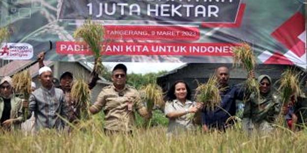 DPKP Kabupaten Tangerang Panen Padi Nusantara di Gunung Kaler