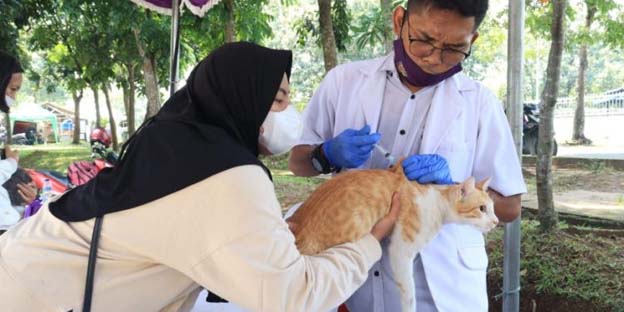 Pemkab Tangerang Lakukan Sterilisasi Kucing Liar Secara Gratis