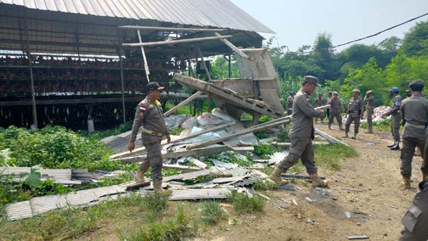 Satpol PP Kabupaten Serang Bongkar Peternakan Ayam di Cikeusal