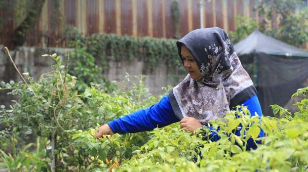 Atasi Stunting, Kelurahan Karawaci Unggulkan Budidaya Daun Kelor