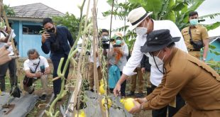 Gubernur Wahidin: Sektor Pertanian Menjadi Perhatian untuk Perkuat Ketahanan Pangan