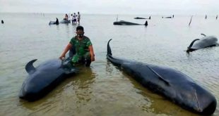 46 Paus Pilot Mati Terdampar di Pantai Bangkalan Madura