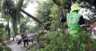 Disbudpar Kota Tangerang Lakukan Pemangkasan Pohon di sejumlah Titik