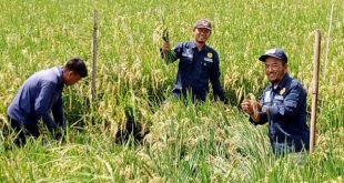 DPKP Kabupaten Tangerang Gelar Demfarm Intensifikasi Padi Sawah