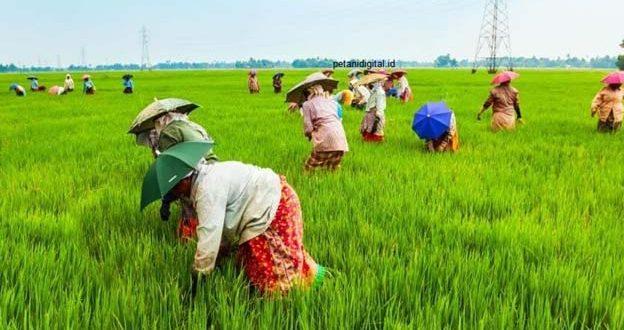 Pemkab Lebak Ajak Petani Gunakan Biosaka untuk Tingkatkan Panen