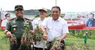 Antisipasi Ramadan, Pemprov Banten Gerakkan Tanam Cabai dan Bawang