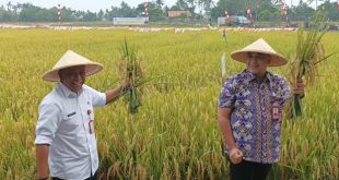 Pemkab Tangerang Perkuat Ketahanan Pangan Melalui Terobosan