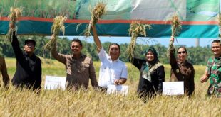 Pj Gubernur Banten Lakukan Panen Padi Bersama di Pandeglang