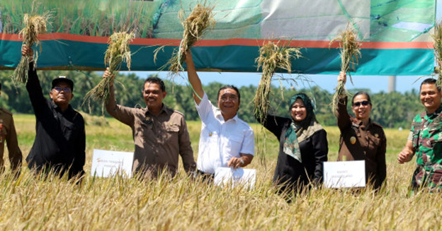 Pj Gubernur Banten Lakukan Panen Padi Bersama di Pandeglang