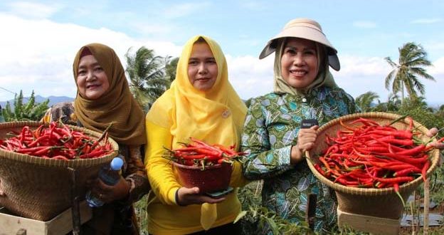 Pemkab Serang Jadikan Kecamatan Pabuaran Sentra Cabe Merah