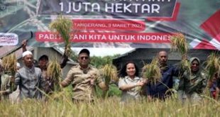 DPKP Kabupaten Tangerang Panen Padi Nusantara di Gunung Kaler