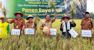 Produksi Gabah dan NTP Provinsi Banten Meningkat