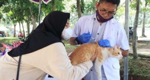 Puskeswan Kabupaten Tangerang Lakukan Sterilisasi Kucing Liar