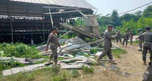 Satpol PP Kabupaten Serang Bongkar Peternakan Ayam di Cikeusal