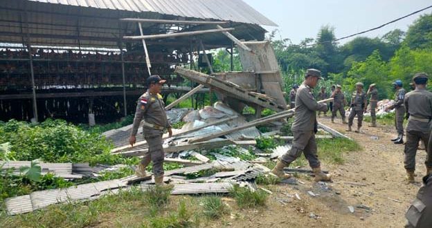 Satpol PP Kabupaten Serang Bongkar Peternakan Ayam di Cikeusal