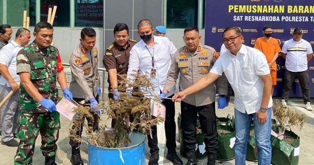 Polresta Tangerang Musnahkan Barang Bukti 8 Pohon Ganja