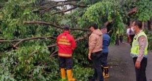 BPBD Kota Tangerang Atasi Pohon Tumbang di Jalan Daan Mogot