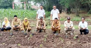 Ketahanan Pangan, Warga Sukamulya Tanam Cabai di Pekarangan