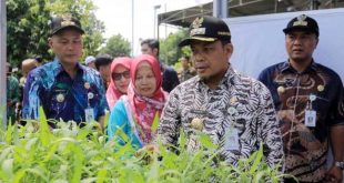 Pj Walikota Tangerang Buka Panen Raya Sayuran di Larangan