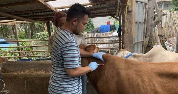 Antisipasi Wabah PMK, DKP Kota Tangerang Vaksinasi Hewan Ternak
