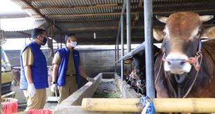 Pemkot Tangerang Lakukan Pengawasan Kesehatan Hewan Kurban