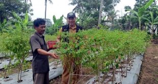 DPKP Kabupaten Tangerang Panen Cabai di Lahan BPP Kaliasin