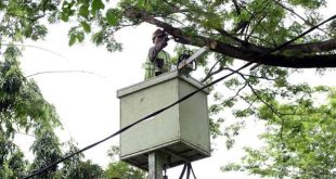 Disbudpar Kota Tangerang Buka Layanan Pemangkasan Pohon