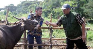 Pemkot Tangerang Lakukan Surveilans Penyakit Hewan Ternak