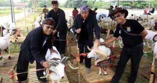 Kontes Domba Garut Ramaikan HUT ke-392 Kabupaten Tangerang