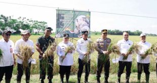Bupati Tangerang Ikut Panen Padi Serentak di 14 Provinsi