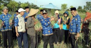 Pemkot Tangerang Panen 1,5 Ton Bawang Merah dan 5 Ton Melon