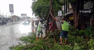 Petugas BPBD Kota Tangerang Tangani Pohon Tumbang Dampak Hujan Deras