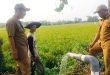 Pemkab Tangerang Perkuat Mitigasi Sektor Pertanian